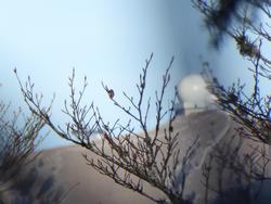 Click to see big picture (1024x768 pixels; 86 KB)