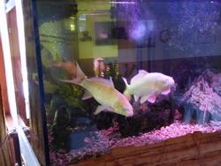 Click to see big picture (1024x768 pixels; 95 KB)