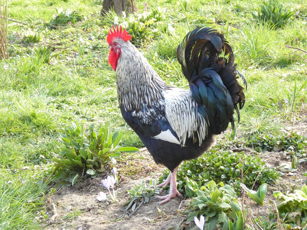 {Clic pour voir plus grand}