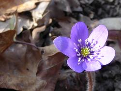 Click to see big picture (1024x768 pixels; 79 KB)