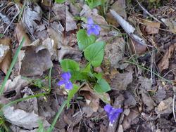 Click to see big picture (1024x768 pixels; 168 KB)