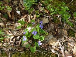 Click to see big picture (1024x768 pixels; 214 KB)