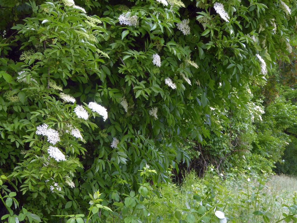 {Clic pour voir plus grand}