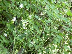 Click to see big picture (1024x768 pixels; 171 KB)