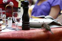 Pour agrandir l'image (1024x683 pixels; 84 KB)