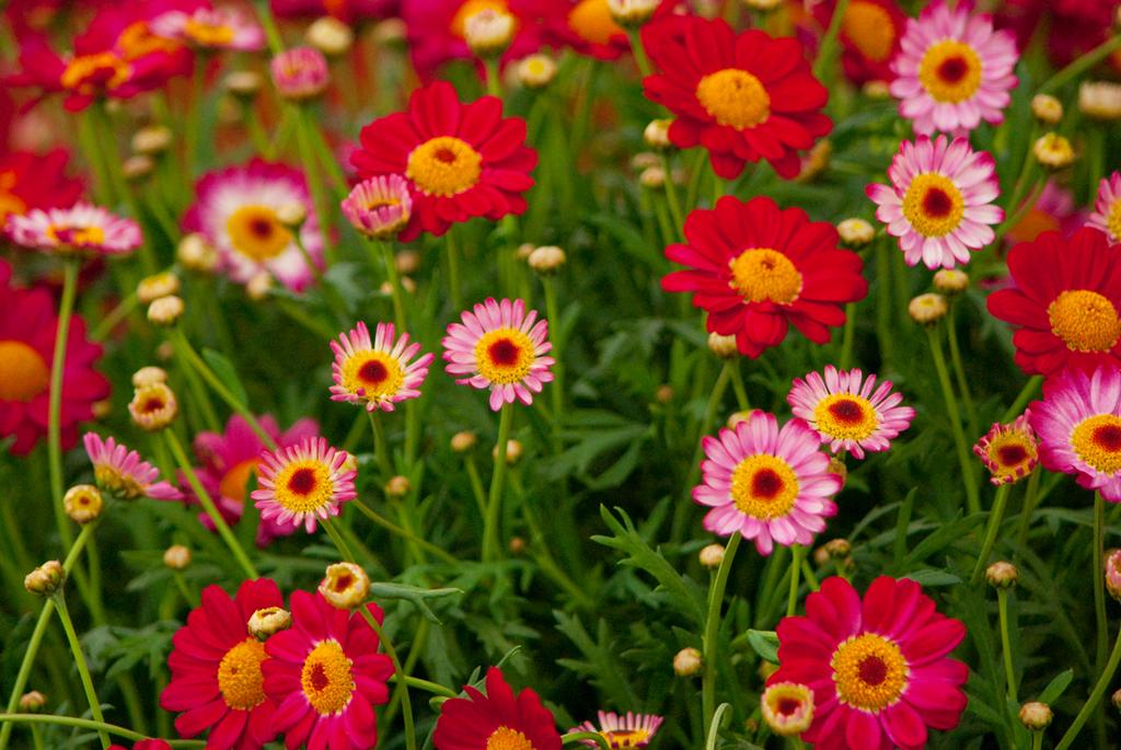 Pour l'image suivante