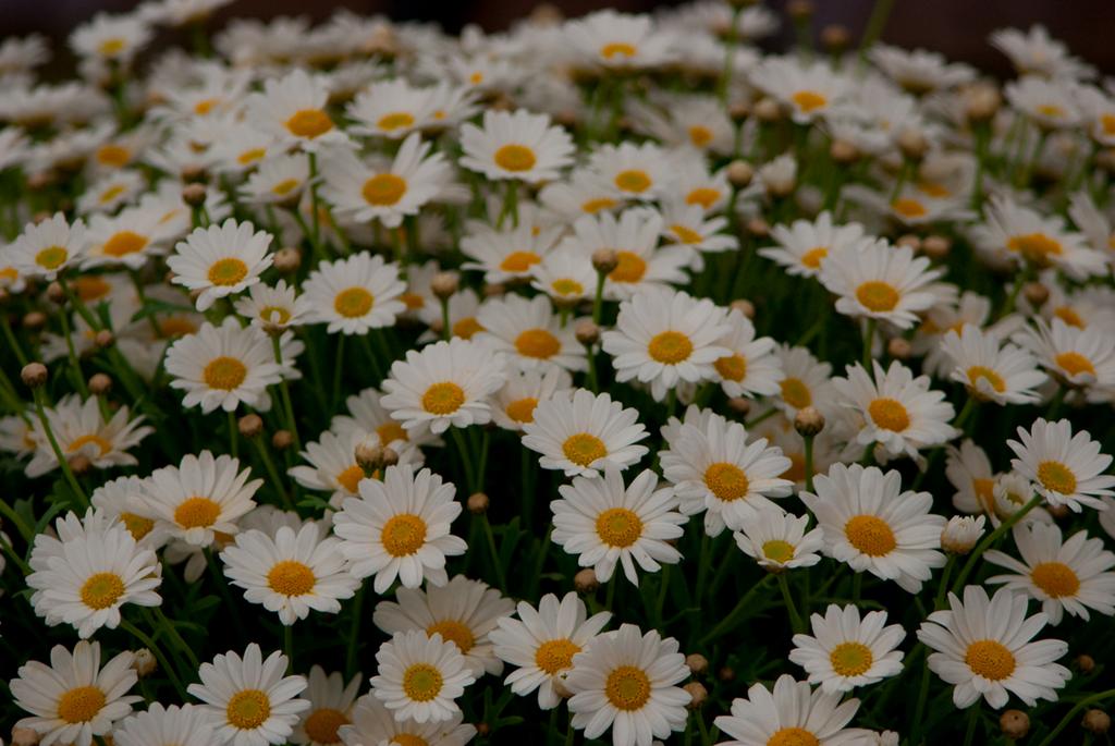 Pour l'image suivante