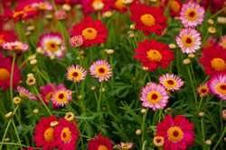 Pour agrandir l'image (1024x685 pixels; 131 KB)