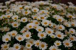 Pour agrandir l'image (1024x685 pixels; 119 KB)