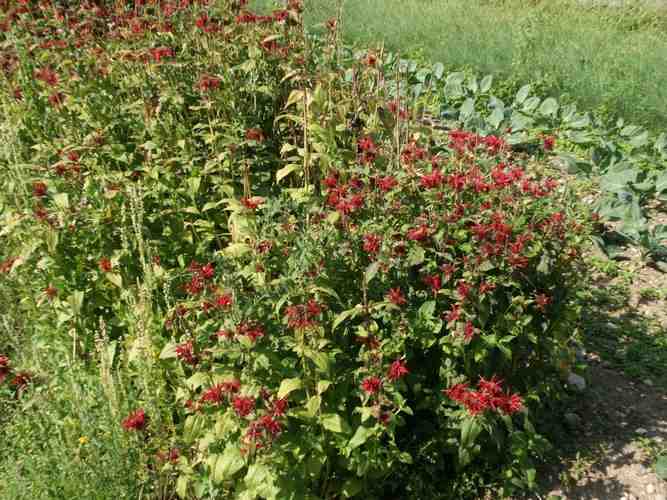 Click to see next picture