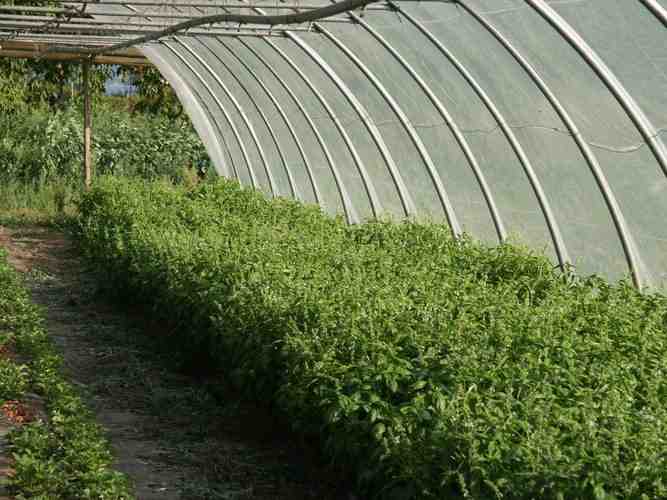 Click to see next picture