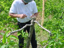 1972.jpg (616662 bytes)