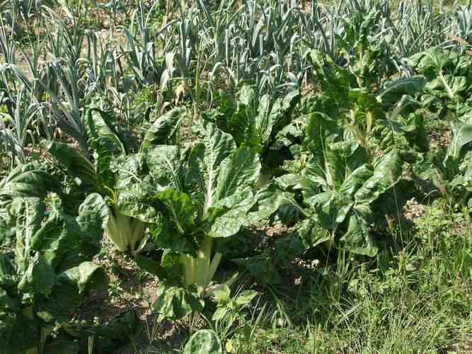 Click to see next picture