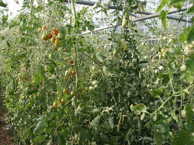 Click to see next picture