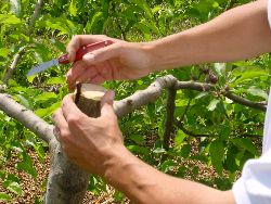 1968.jpg (556623 bytes)