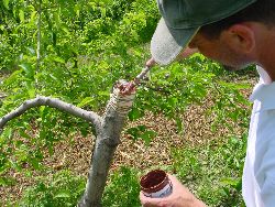 1977.jpg (613959 bytes)