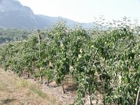 Click to see big picture (667x500 pixels; 152 KB)