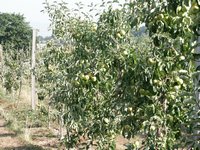 Click to see big picture (667x500 pixels; 172 KB)