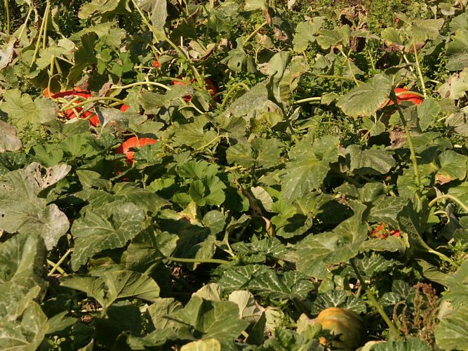 Click to see next picture